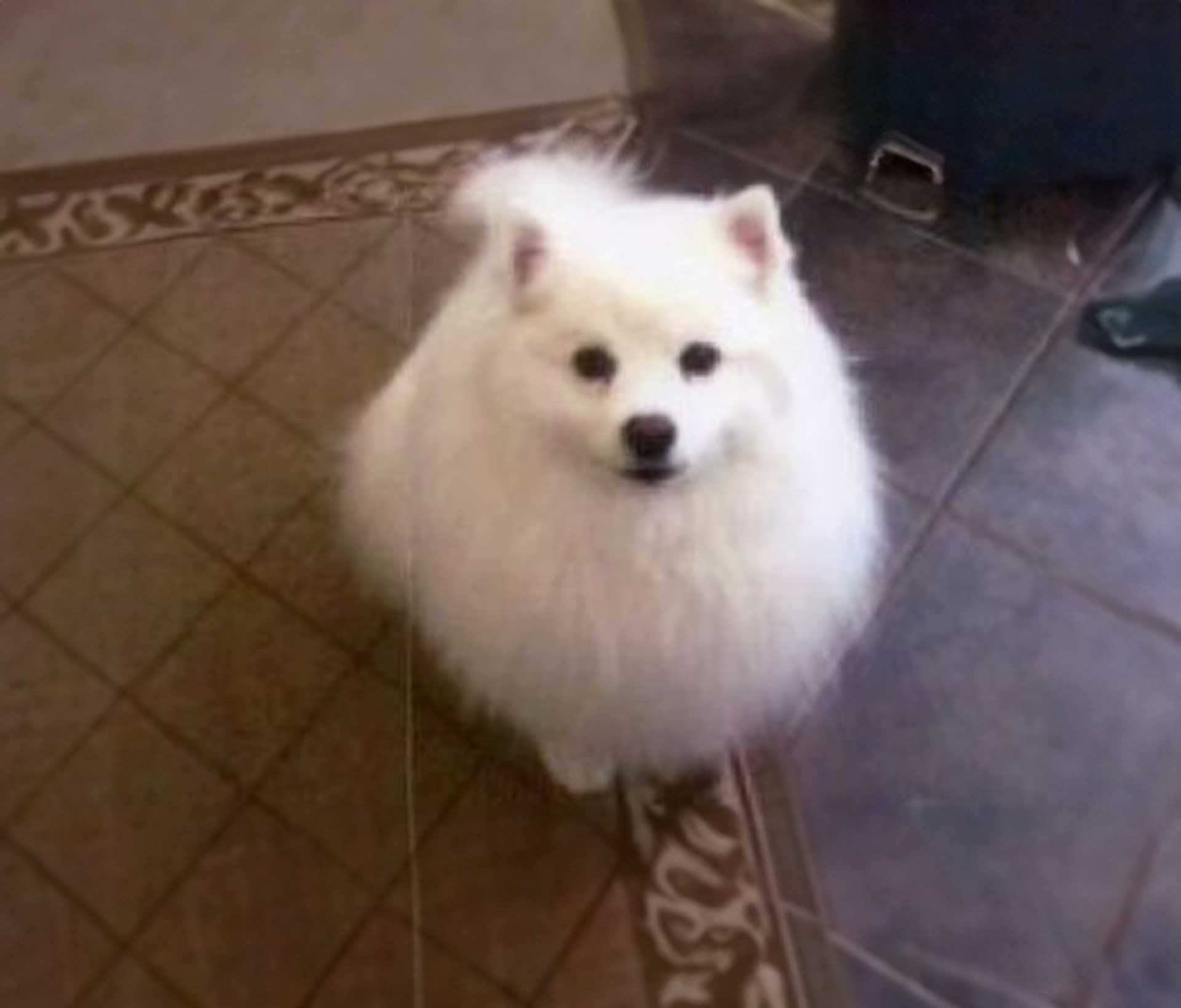 ba2cd3_66fce0410d9a420db1b63ed5bd700d6f~mv2 white furry dog